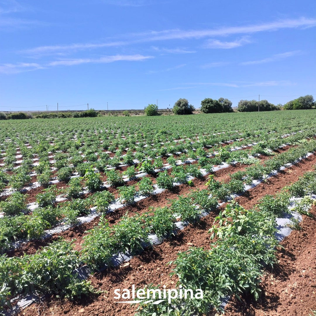 Salsa Peperoni BIO din Roșii, Ardei, Ulei de măsline Extravirgin, SalemiPina, 330 gr