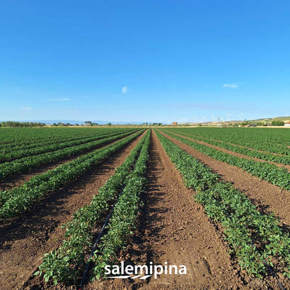 Sos Mediterranea BIO din Roșii Cherry, Roșii Uscate, Ulei de măsline extravirgin, SalemiPina, 250 gr